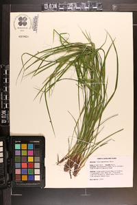 Carex planispicata image