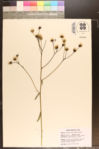 Vernonia acaulis image