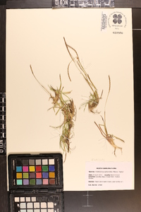 Eremochloa ophiuroides image