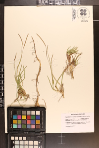 Eremochloa ophiuroides image