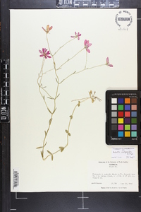 Sabatia campanulata image