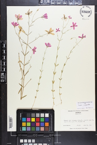 Sabatia campanulata image