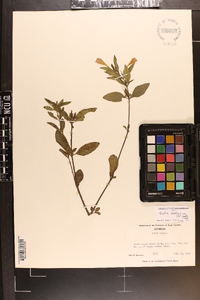 Ruellia caroliniensis image