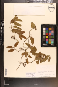 Smilax auriculata image