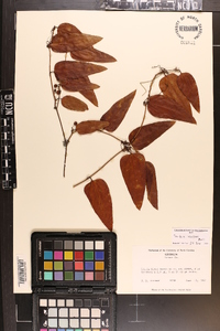 Smilax walteri image