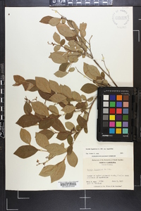Lyonia ligustrina var. ligustrina image