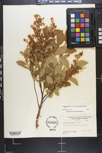 Lyonia ligustrina var. foliosiflora image