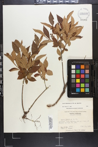 Lyonia ligustrina var. foliosiflora image