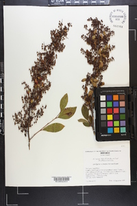 Lyonia ligustrina var. foliosiflora image