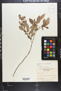 Lyonia ligustrina var. foliosiflora image