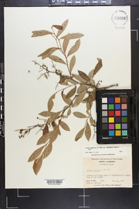 Lyonia ligustrina var. foliosiflora image