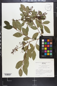 Lyonia ligustrina var. foliosiflora image