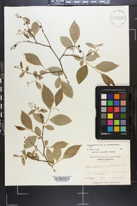 Lyonia ligustrina var. foliosiflora image