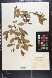 Lyonia ligustrina var. foliosiflora image