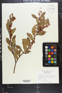 Lyonia lucida image