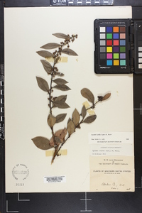 Lyonia lucida image