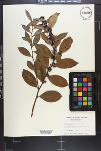 Lyonia lucida image