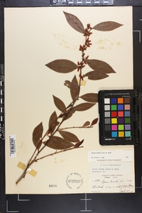 Lyonia lucida image