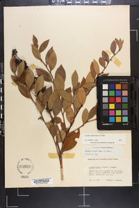 Lyonia lucida image