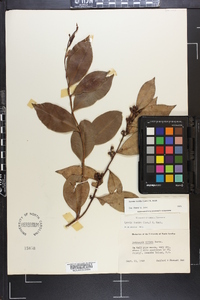 Lyonia lucida image