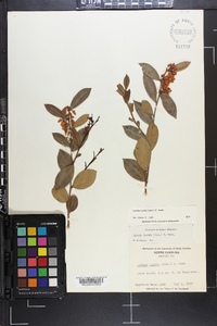 Lyonia lucida image