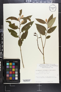 Leucothoe axillaris image