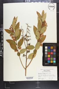 Leucothoe axillaris image