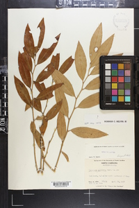 Leucothoe axillaris image
