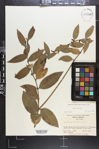 Leucothoe axillaris image