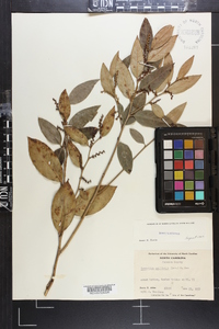 Leucothoe axillaris image