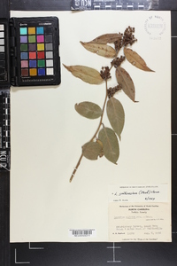 Leucothoe fontanesiana image