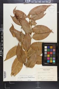 Leucothoe fontanesiana image