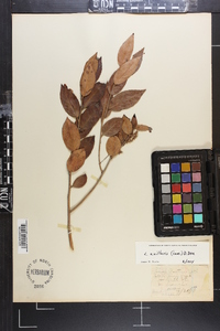 Leucothoe axillaris image