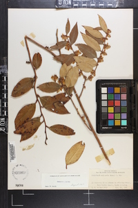 Leucothoe axillaris image