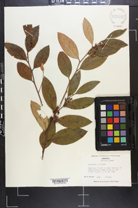 Leucothoe axillaris image