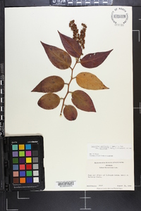 Leucothoe axillaris image