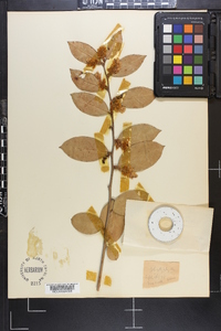 Leucothoe axillaris image