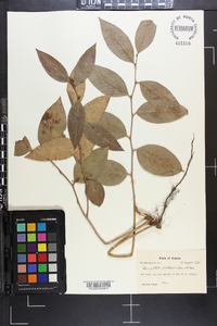 Leucothoe axillaris image