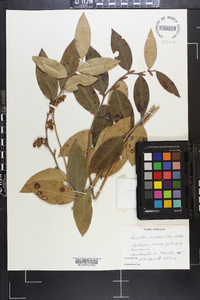 Leucothoe axillaris image