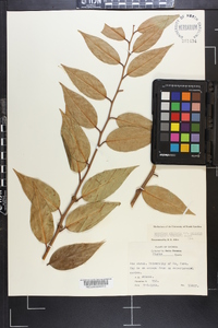 Leucothoe fontanesiana image