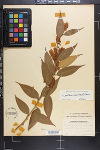 Leucothoe fontanesiana image