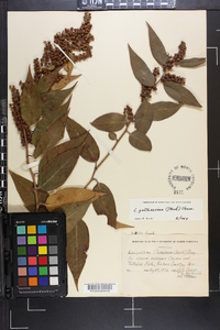 Leucothoe fontanesiana image