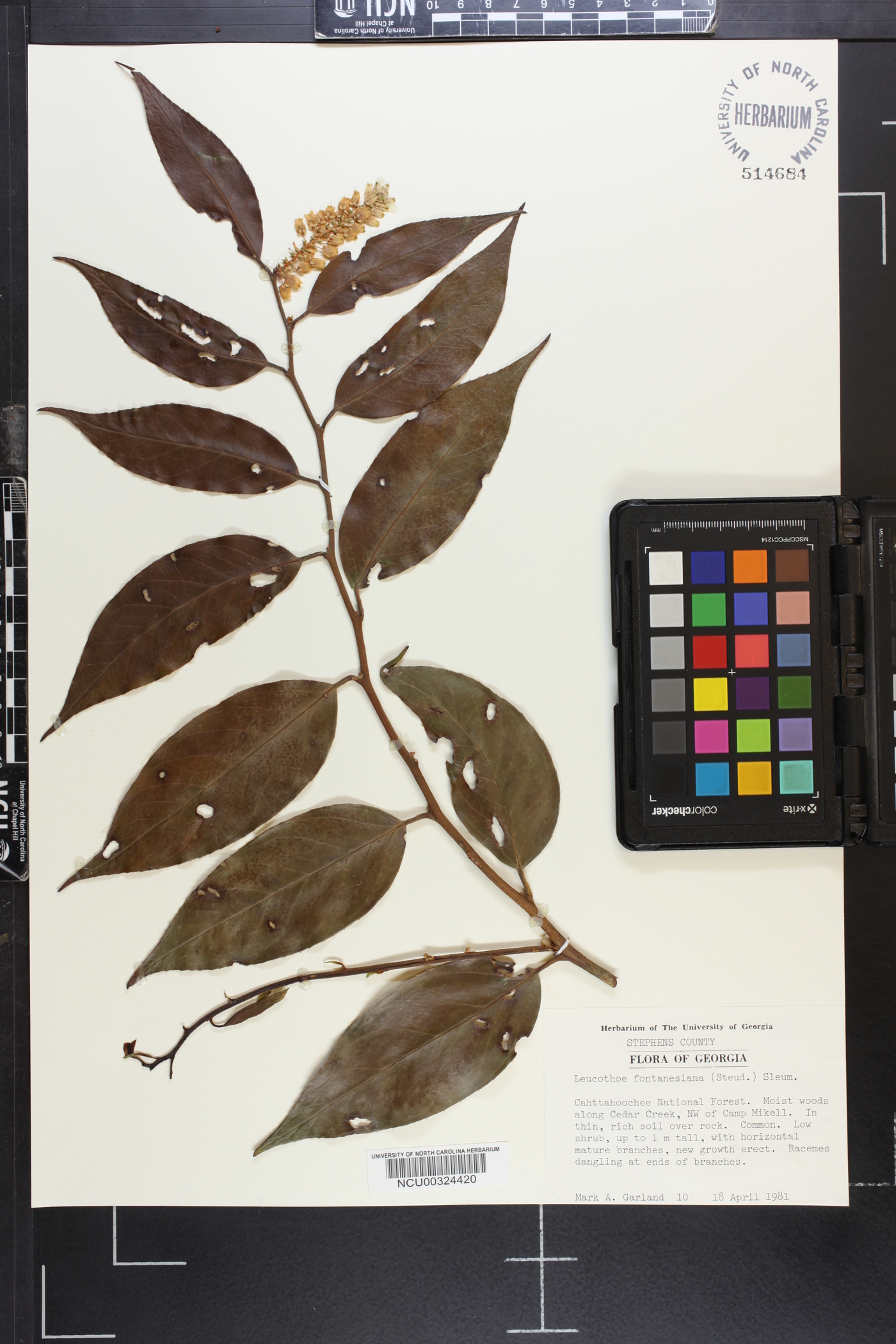 Leucothoe fontanesiana image