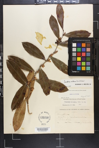 Leucothoe axillaris image