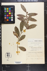 Leucothoe axillaris image