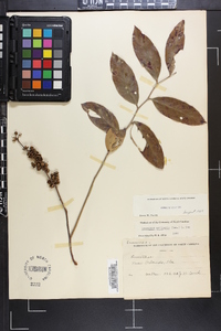 Leucothoe axillaris image