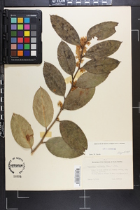 Leucothoe axillaris image