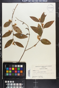 Leucothoe axillaris image