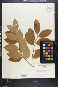 Leucothoe axillaris image