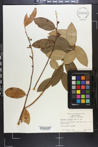 Leucothoe axillaris image